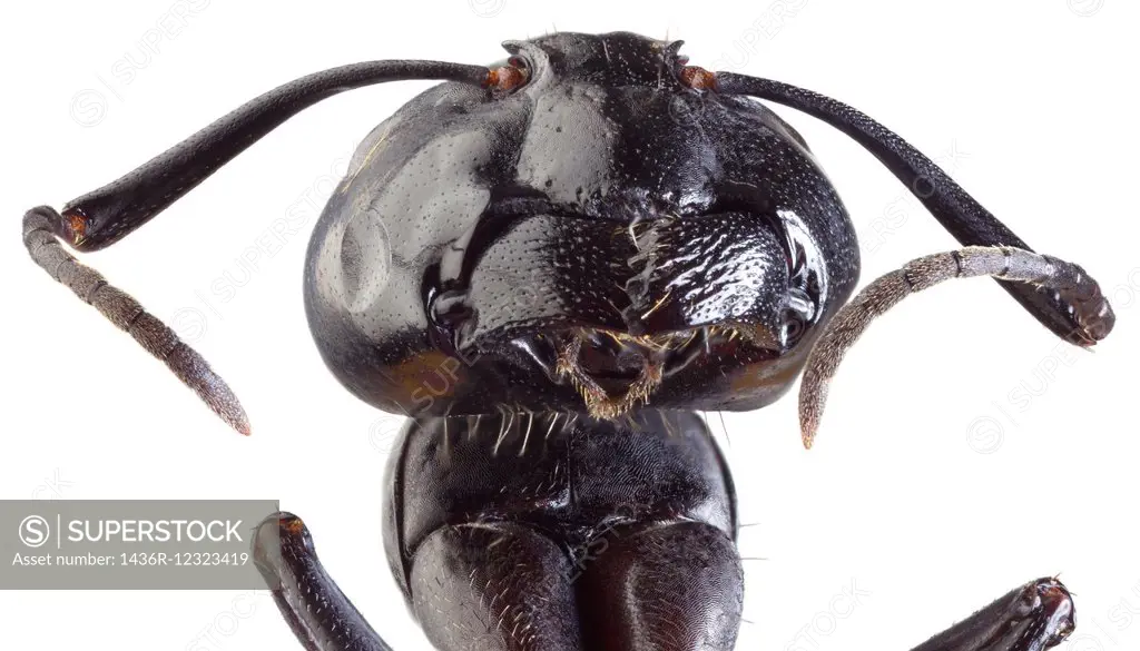 Low Scale Magnification of Black Ant.