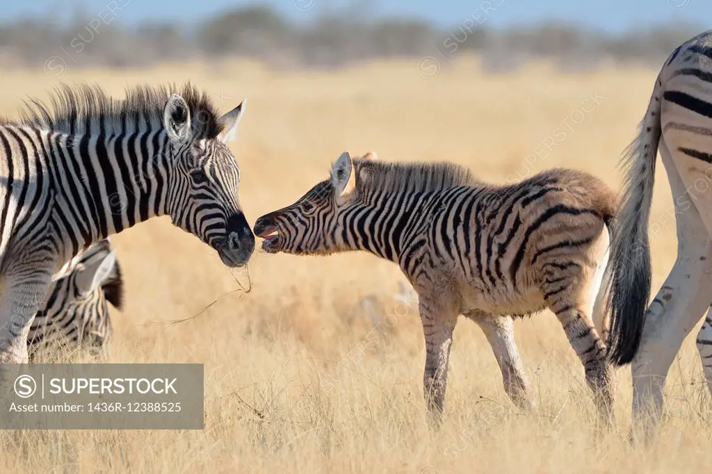 Burchell's zebras (Equus burchelli), young foal and a baby zebra, face to face, in dry grass, Etosha National Park, Namibia, Africa.