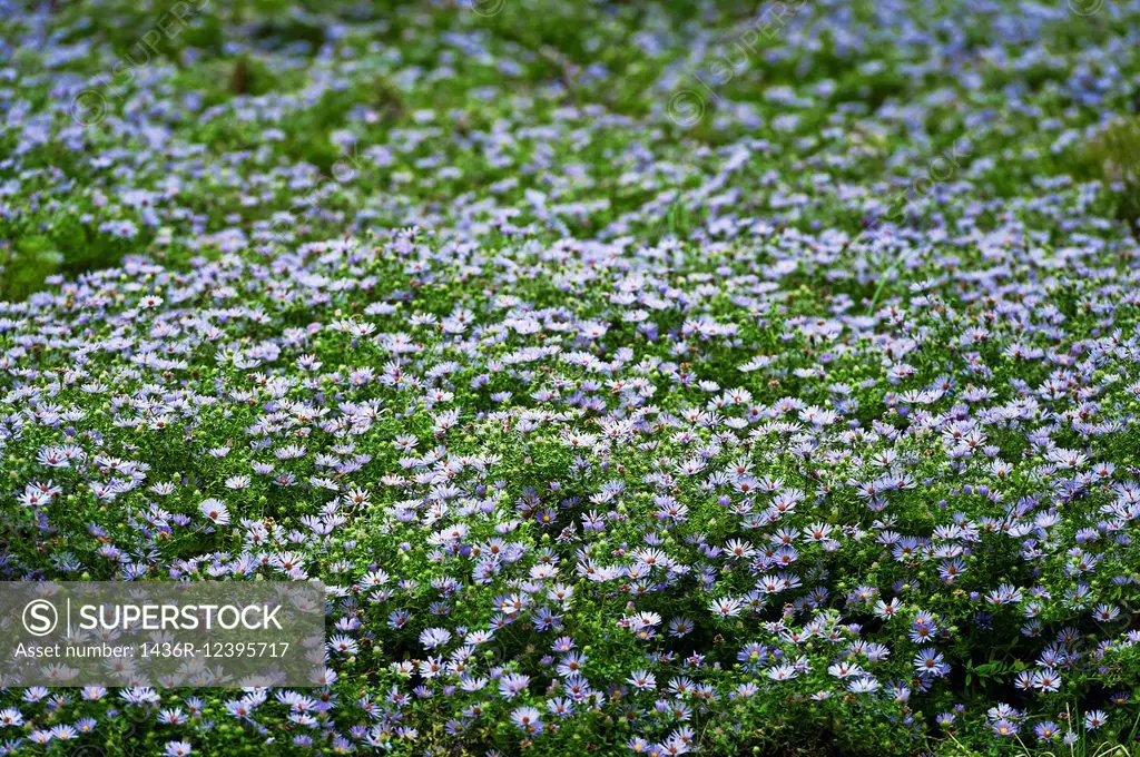 Field of blue daisies in bloom, Felicia amelloides .