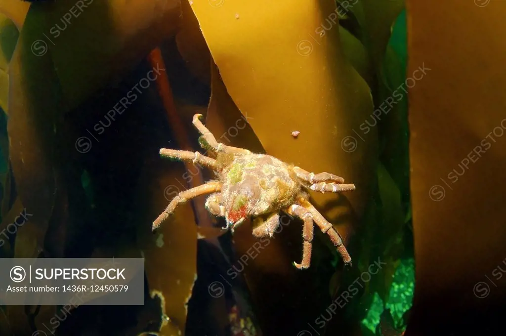 Spider crab (Hyas araneus) Barents sea, Arctic, Russia.