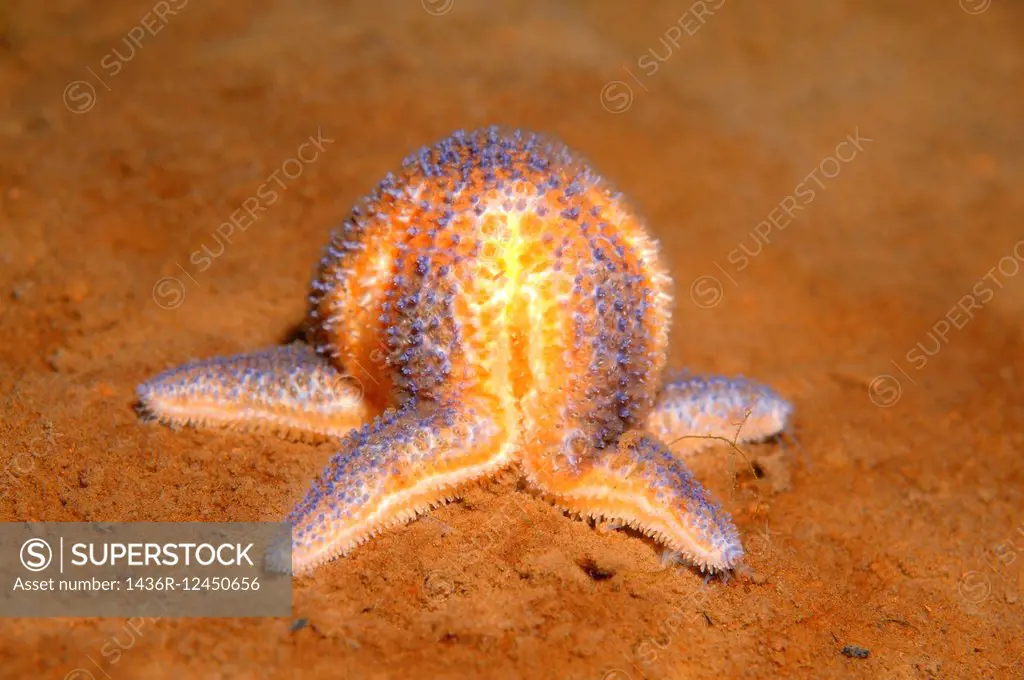 common starfish or common sea star (Asterias rubens) White sea, Karelia, Arctic, Russian Federation.