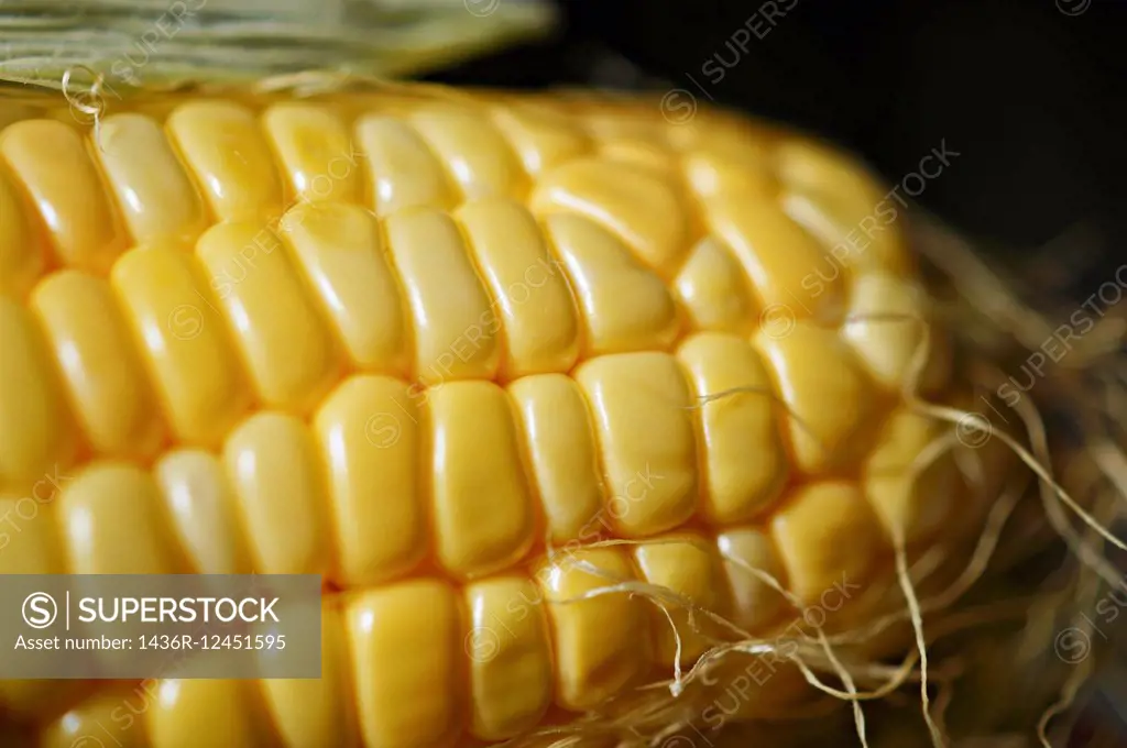 Sweet Corn, Maize,Poona, Maharashtra,India.
