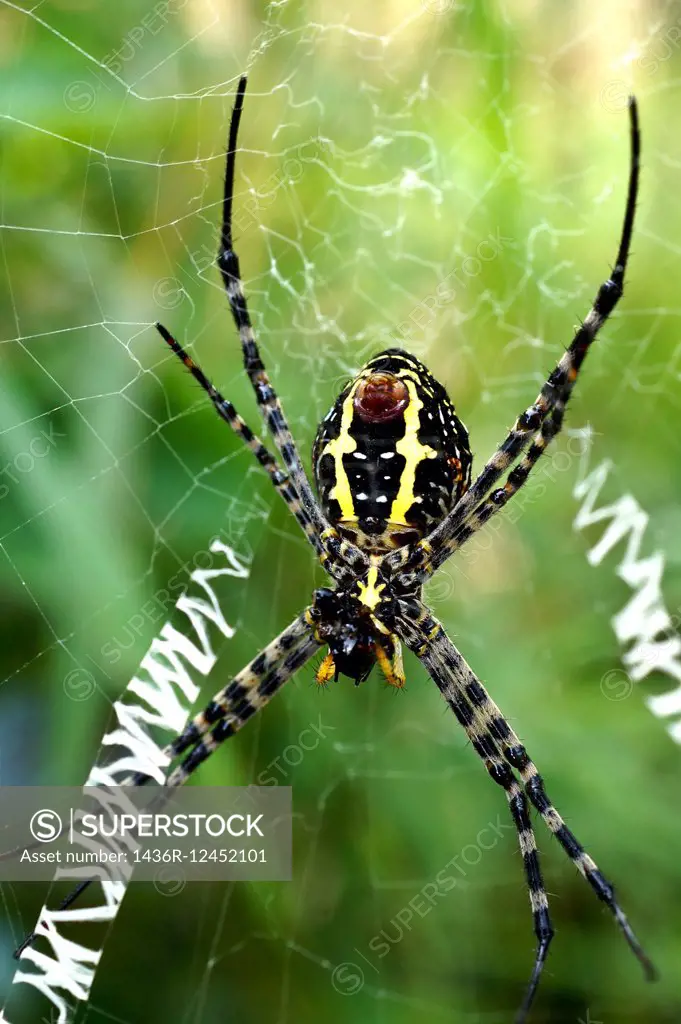 Wasp spider (Argiope bruennichii). Urdaibai Biosphere Reserve Poona, Maharashtra,India.