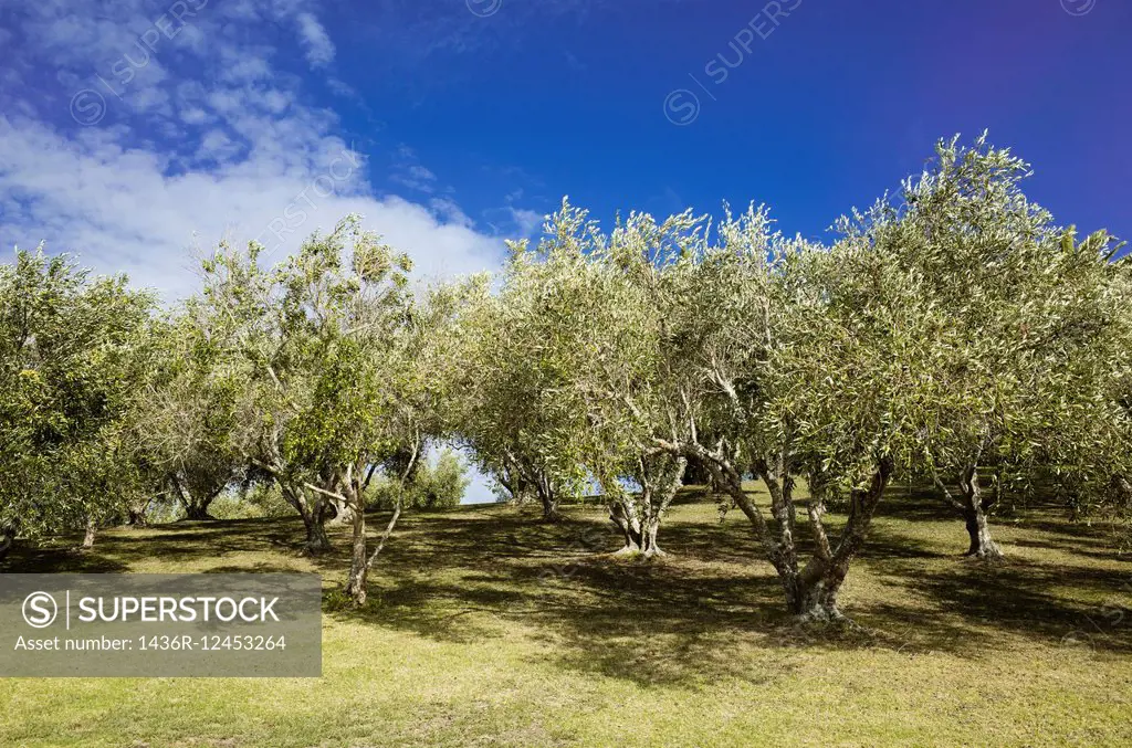 Orchard in New Zealand.