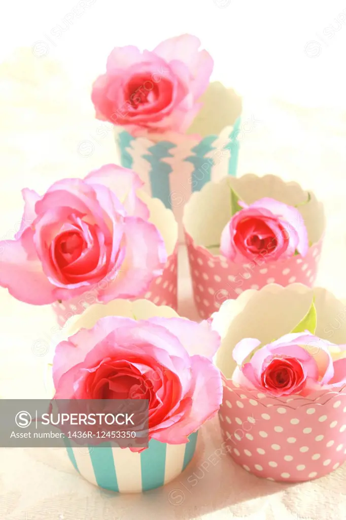 Pink roses in muffiin cups, still life.