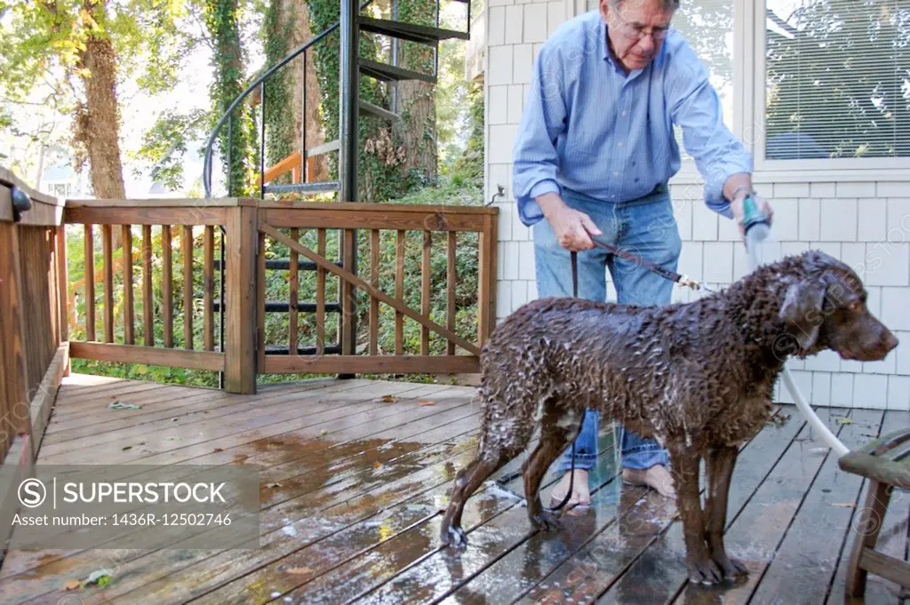 Senior man washing a dog