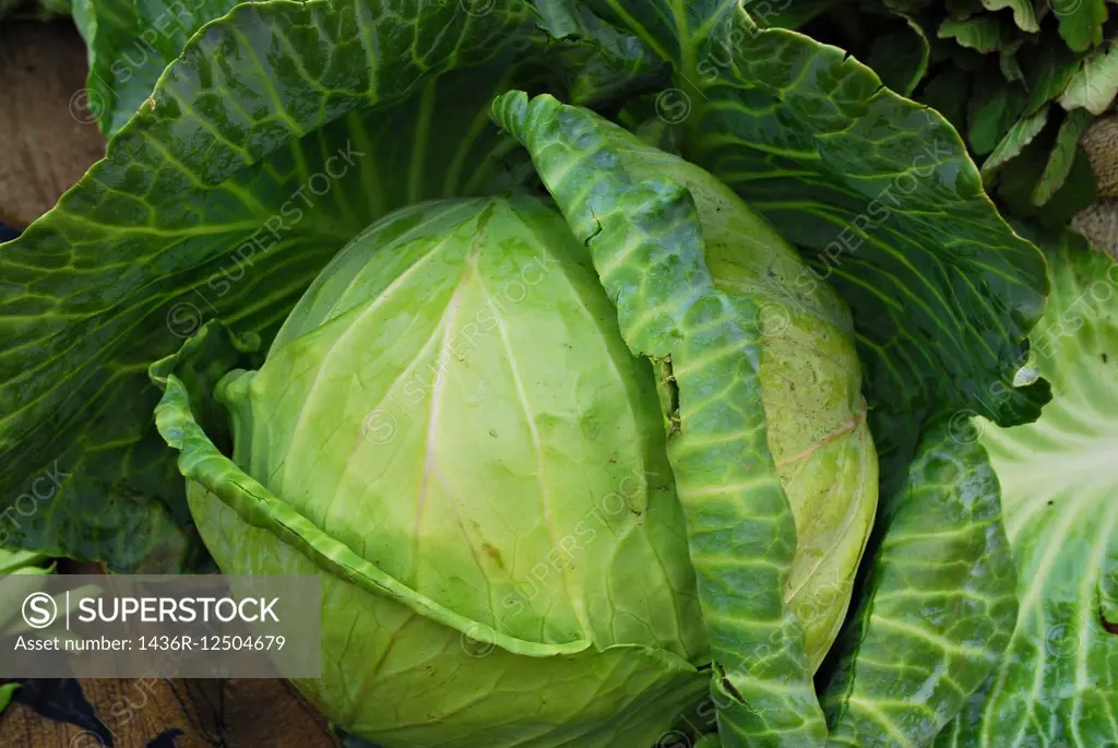 Cabbage, Brassica oleracea var capitata,Poona,Mahrahtra,India.