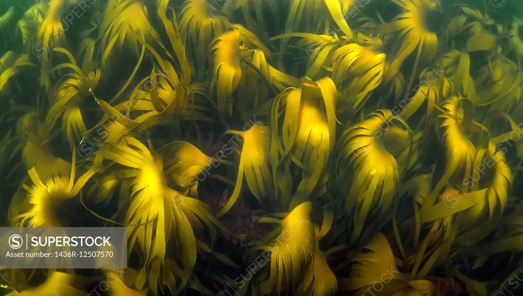 Blade Kelp ( Laminaria hyperborea), Arctic, Russia, Barents sea.