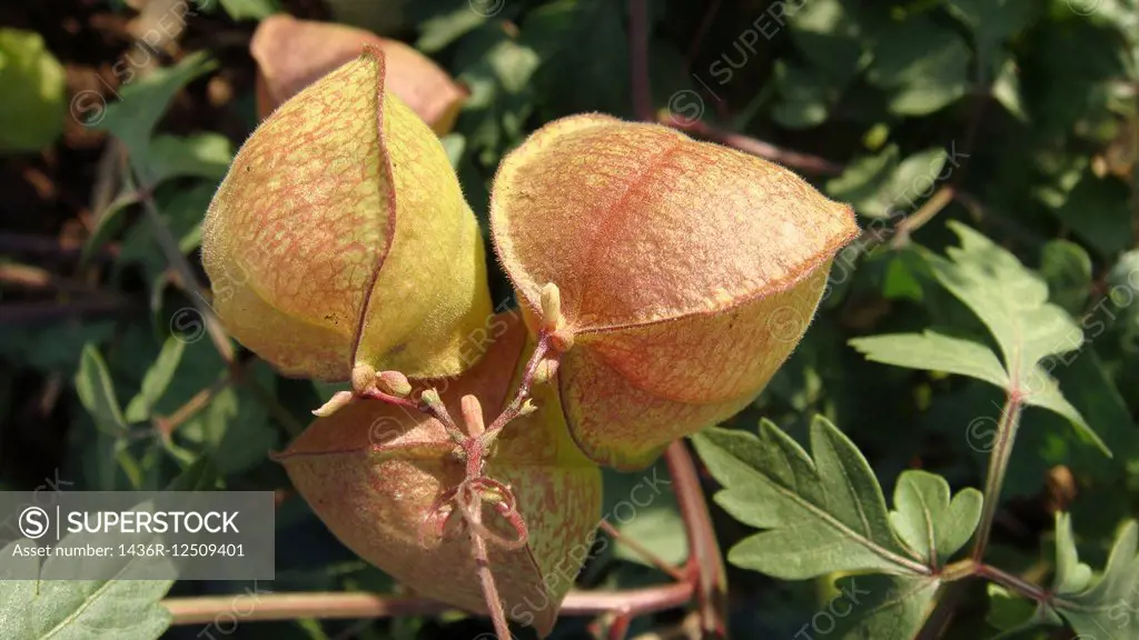 Fruits of Nicandra, Nicandra physalodes, Lavasa,Poona,mahrshtra,India.