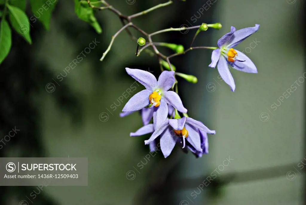 Solanum jasminoides flower ,Poona,Mahrshtra,India.
