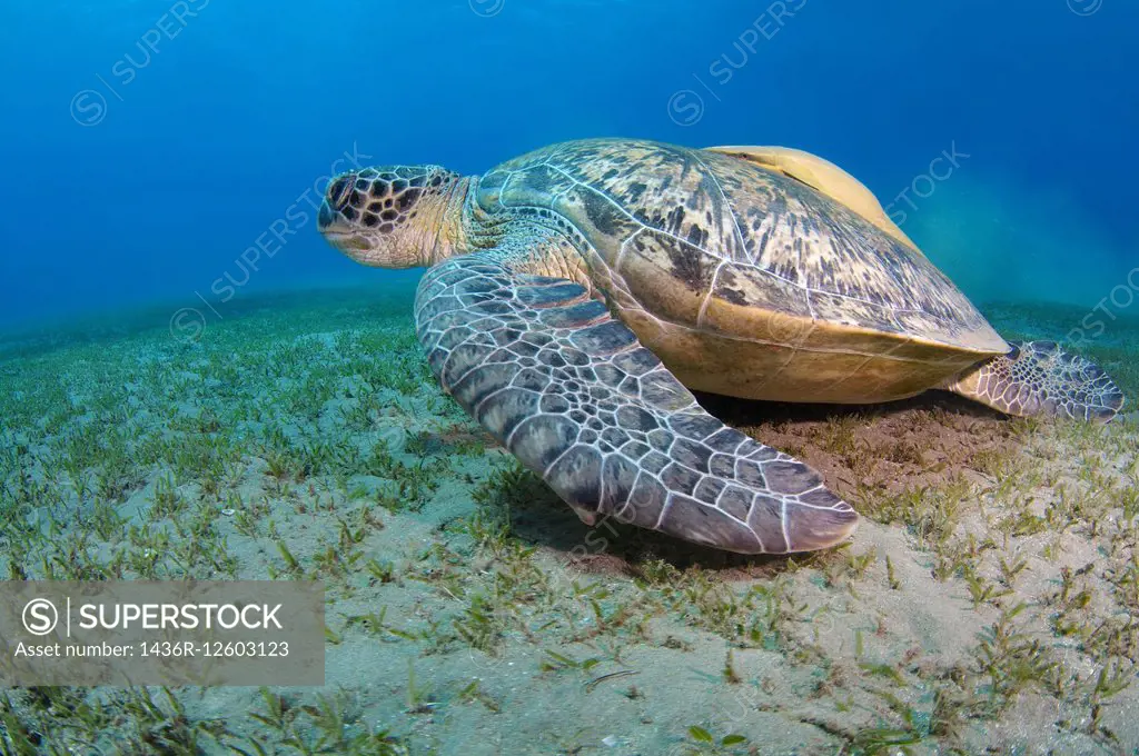 green sea turtle(Chelonia mydas), Red sea, Marsa Alam, Abu Dabab, Egypt.