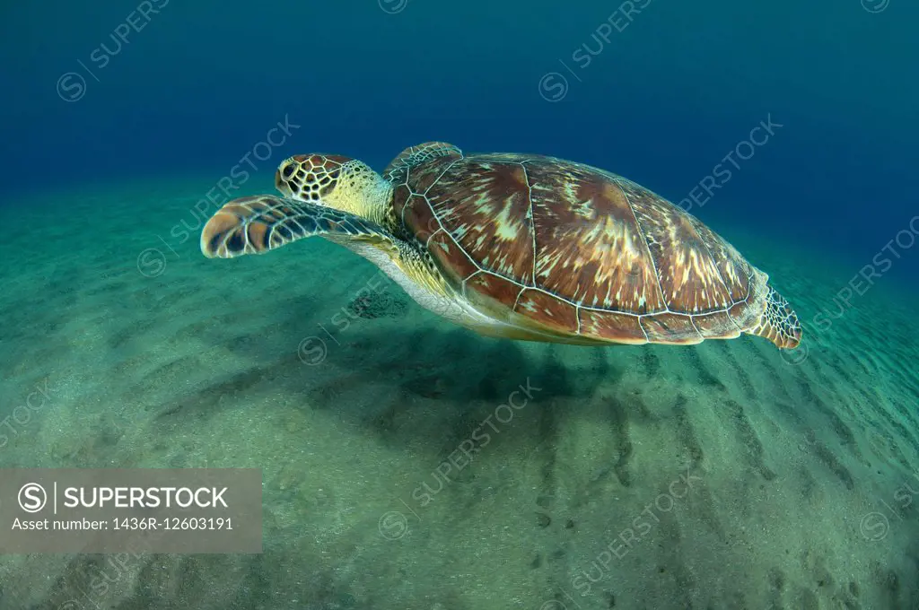 green sea turtle(Chelonia mydas), Red sea, Marsa Alam, Abu Dabab, Egypt.