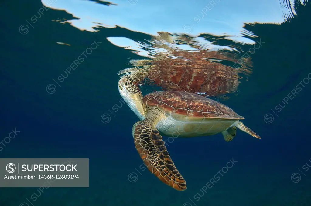 green sea turtle(Chelonia mydas) breathe on the surface of the water, Red sea, Marsa Alam, Abu Dabab, Egypt.