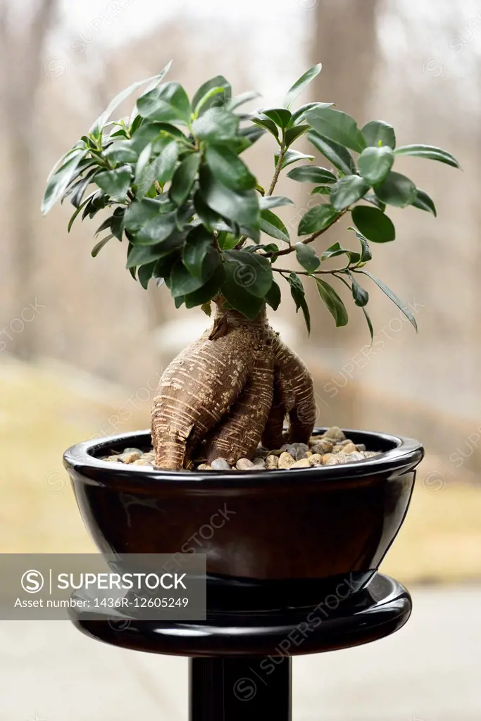 Bonzai Money Tree in black pot on a pedestal.