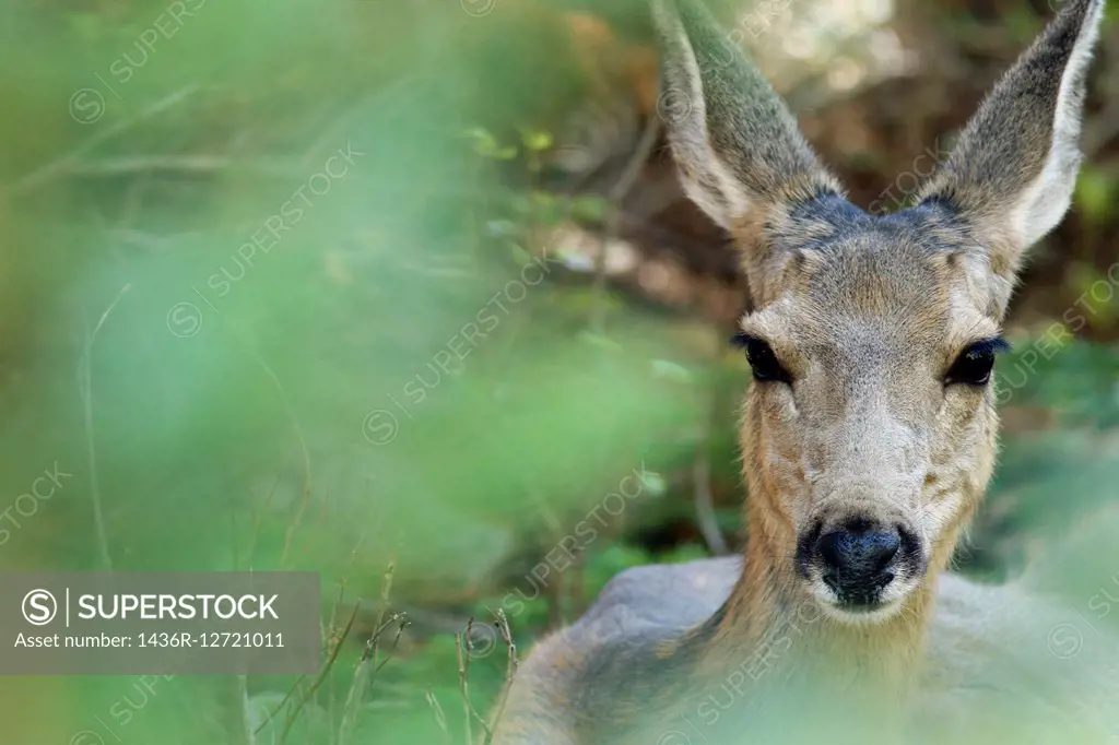 Mule Deer (Odocoileus hemionus) - Rocky Mountain National Park, Estes Park, Colorado, USA.