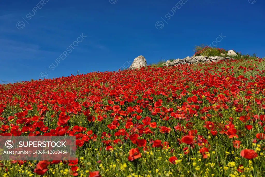 Hill with wild Red Poppies and Yellow Rocket weeds with rock outcrop above Puerto Lope Spain.
