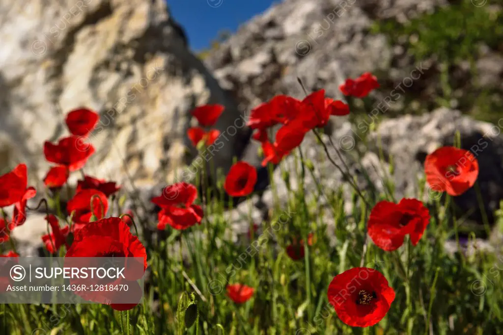 Wild red Poppies at a rock outcrop in farm field above Puerto Lope village Andalusia Spain.