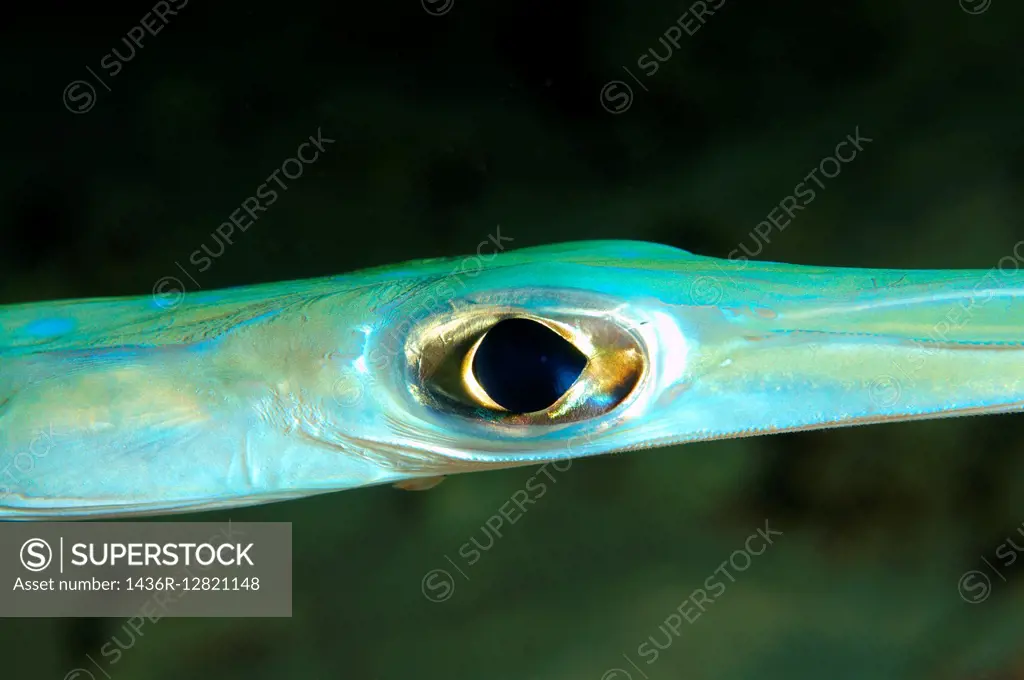 Trumpetfish (Aulostomus chinensis) Red Sea, Egypt, Africa.