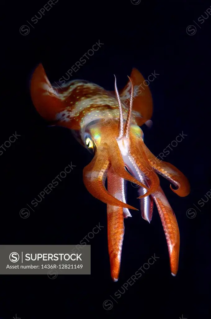 Bigfin reef squid (Sepioteuthis lessoniana) Red Sea, Egypt, Africa.