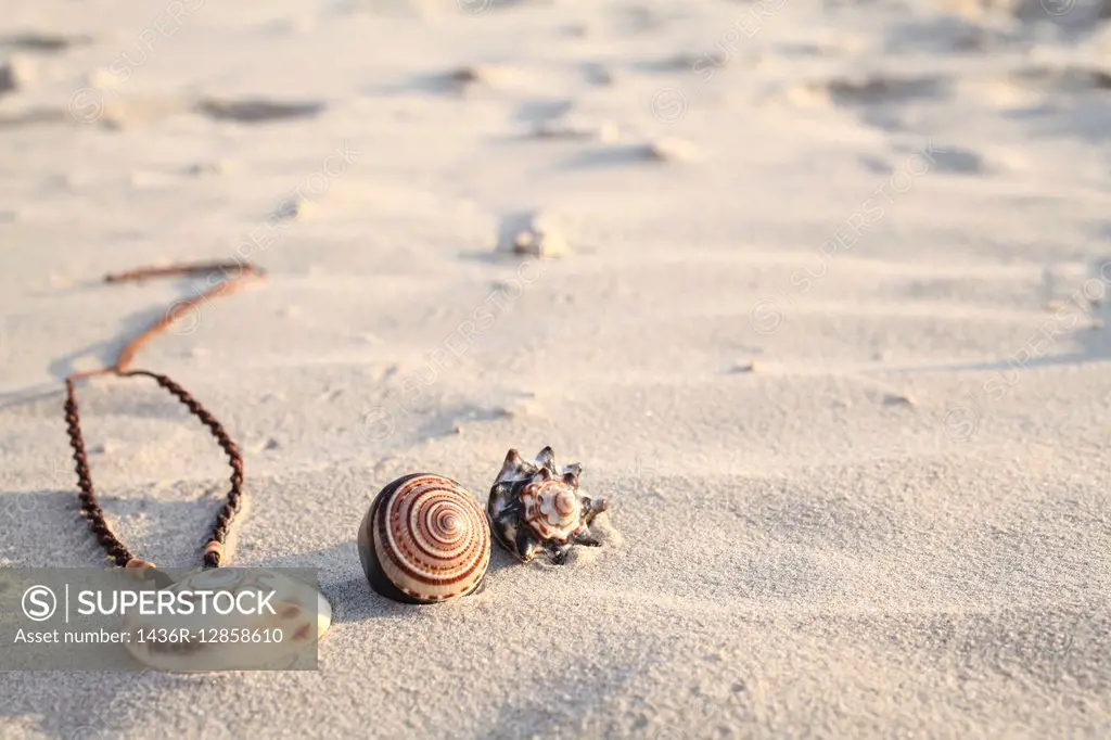 Seashells on the sand on a beach.