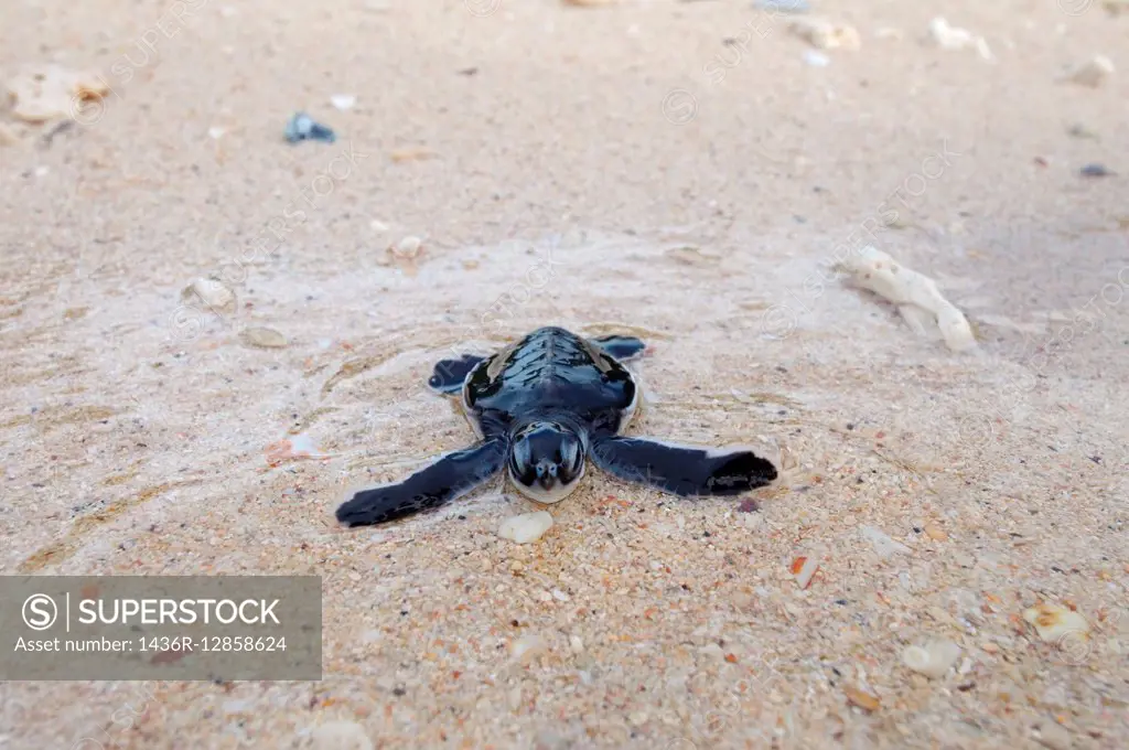 Baby Pacific green turtle or green sea turtle (Chelonia mydas) It enters the water, Redang island, Malaysia.