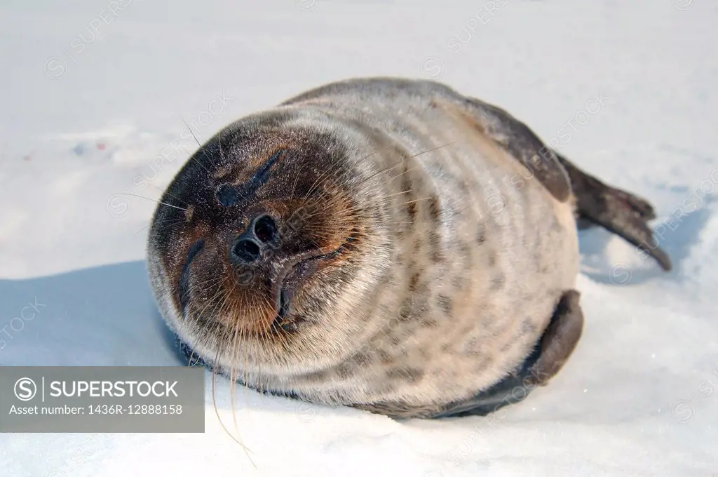 ringed seal (Pusa hispida) Arctic, Russia, Russian north, Kareliya, White sea
