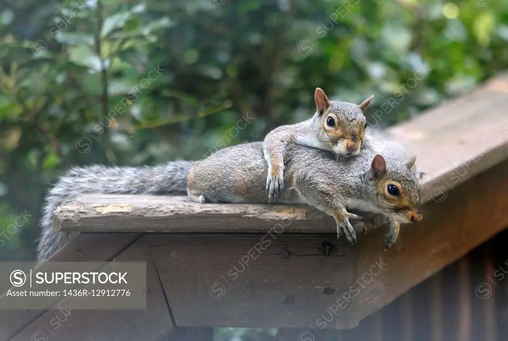 Eastern grey squirrels Sciurus Carolinensis laying together on deck rail.