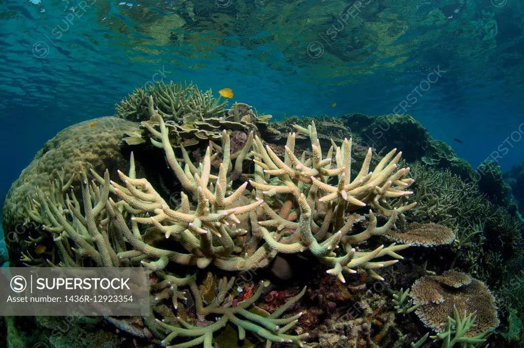 Corals (Acropora sp) Malaysian, South China Sea, Redang Island, Malaysia, Asia.
