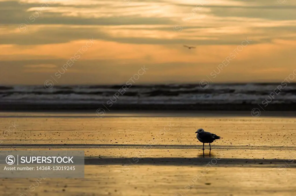 seagull by the beach.