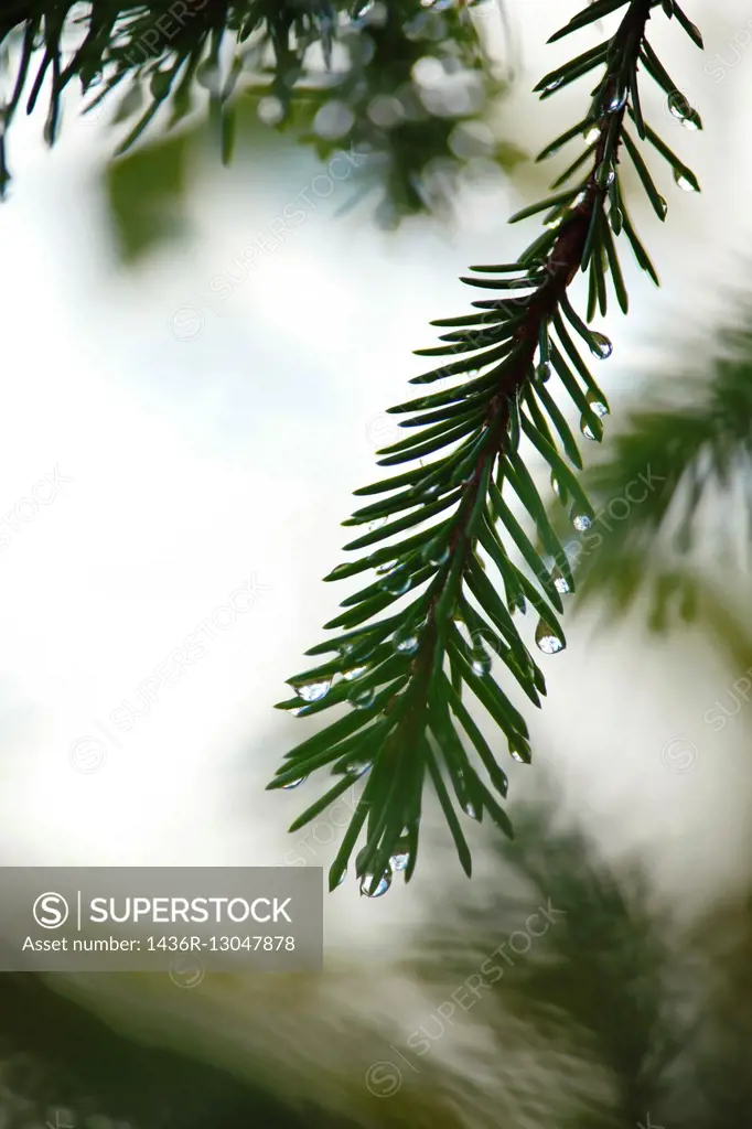 A drop of water is clinging to a fir twig.