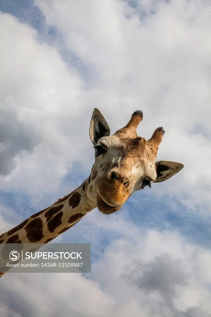 wide angle view of Giraffe looking into the camera in Lion Country Safari.