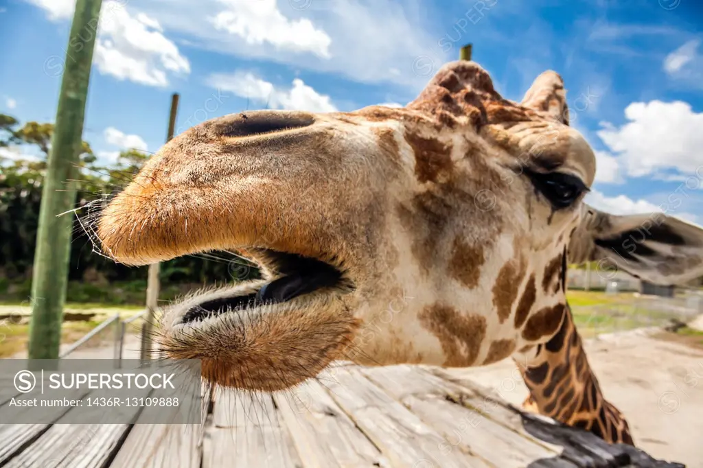 Wide angle view of a giraffe in Lion Country Safari.