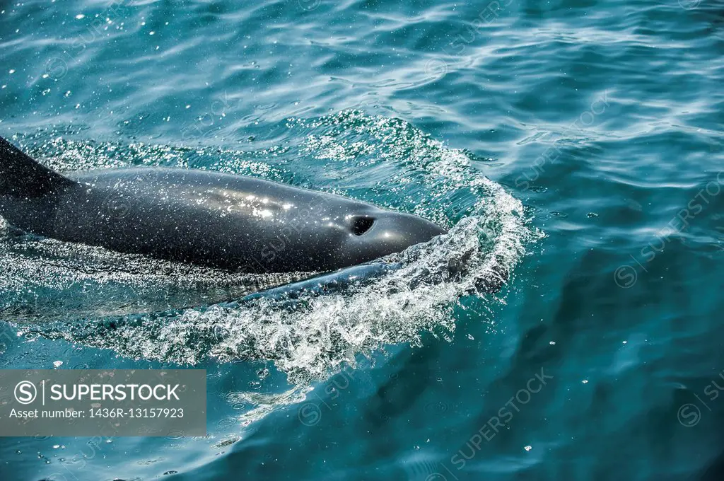 """""False Killer Whale"" (Pseudorca crassidens), False killer whales are usually found in deep and offshore waters. Corcovado National Park, Costa Ri...