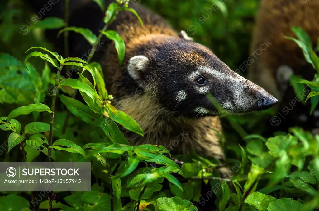 """""White-nosed coati"" (Nasua narica); Members of active groups emit constant soft whining sounds. Cahuita National Park, Costa Rica.