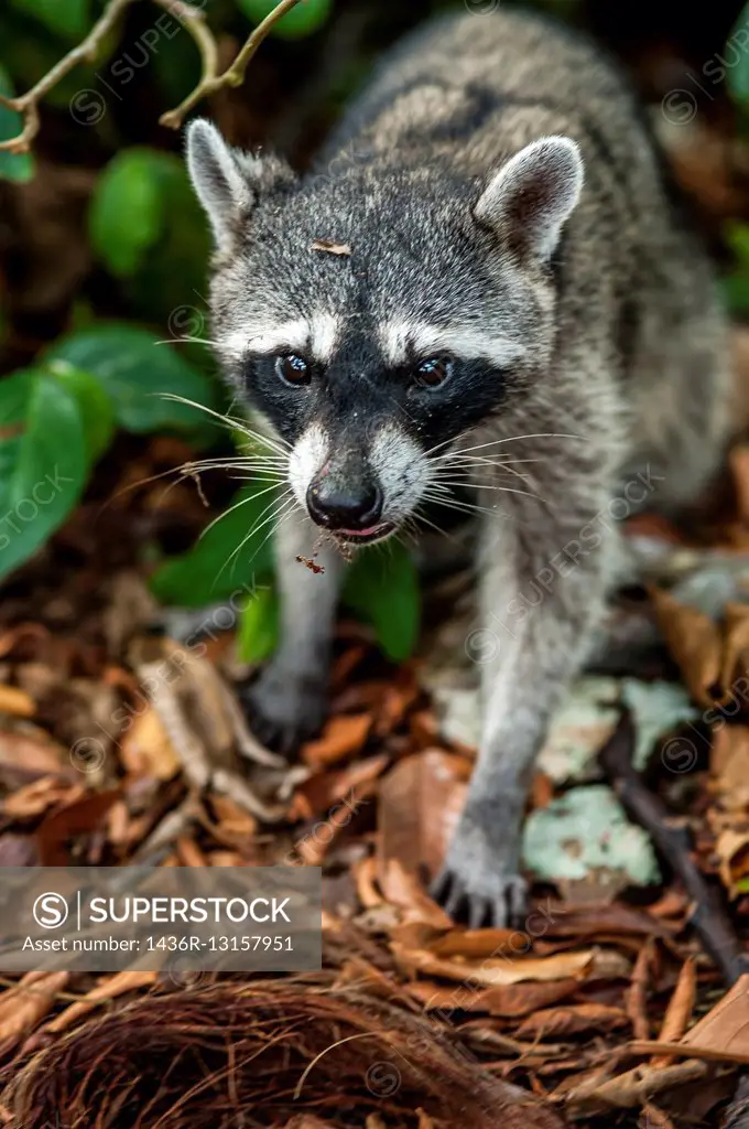 """""Raccoon"" (Procyon lotor), tend to be nocturnal but it is not uncommon to spot a raccoon during the day. Cahuita National Park, Costa Rica.