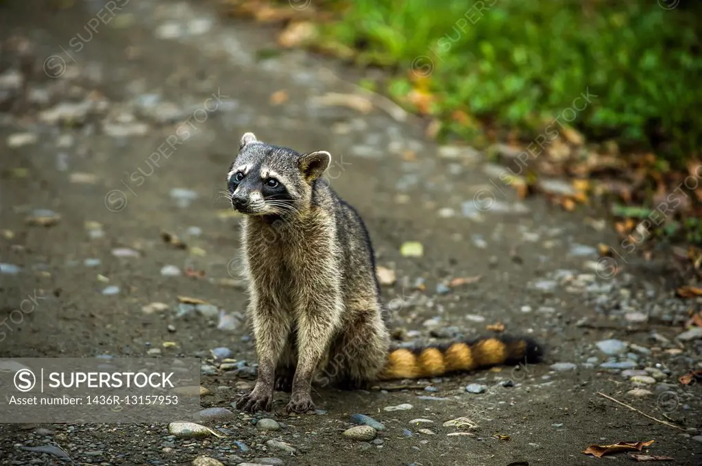 """""Raccoon"" (Procyon lotor), The most distinctive feature of the raccoon is the black mask found around the eyes of the raccoon. Cahuita National P...