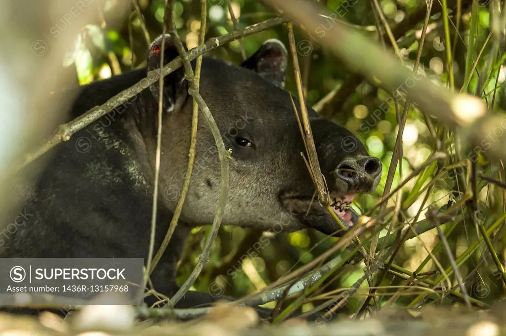 """""Tapir"" (Tapirus Bairdii), Tapirs have become an important symbol of preservation because they thrive in primary forests. Corcovado National Park...