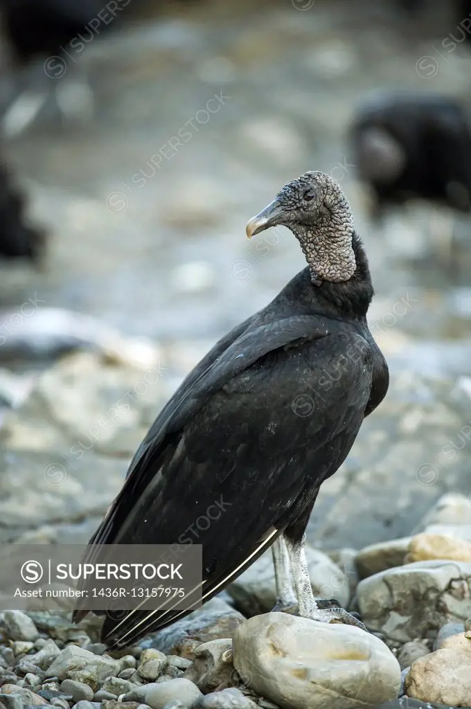 """""Black Vulture"" (Coragyps atratus), Thanks to their ability to fly they can comb through huge areas to clear of dead animals. Although their repu...