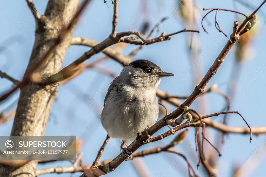 Germany, Saarland, Bexbach, A blackcap is sitting on a branch.