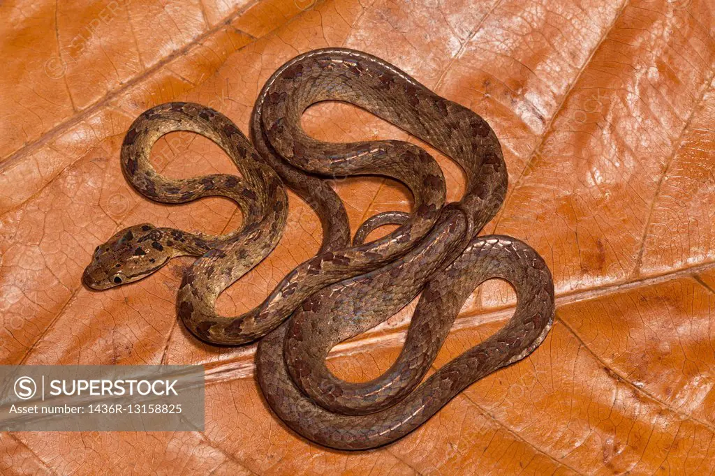 Cat snake, Boiga sp. , Colubridae, Coorg, Karnataka, India.