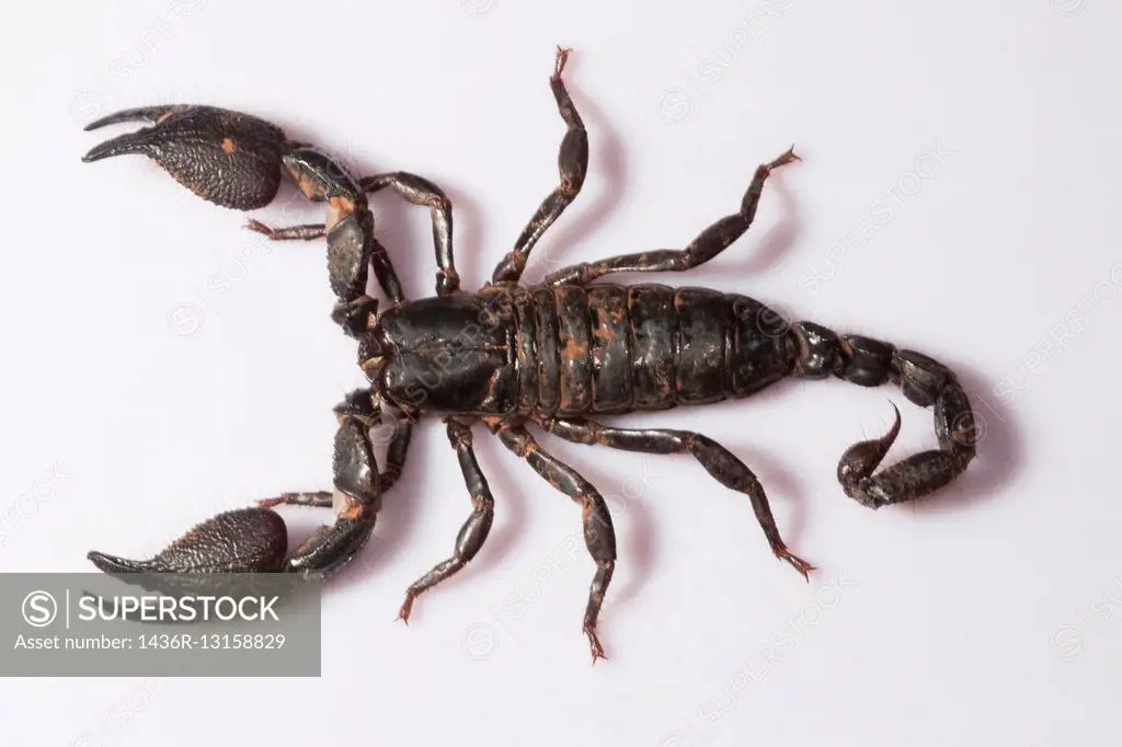Burrowing scorpion, Heterometrus phipsoni, Scorpionidae, Mumbai, Maharashtra, India.