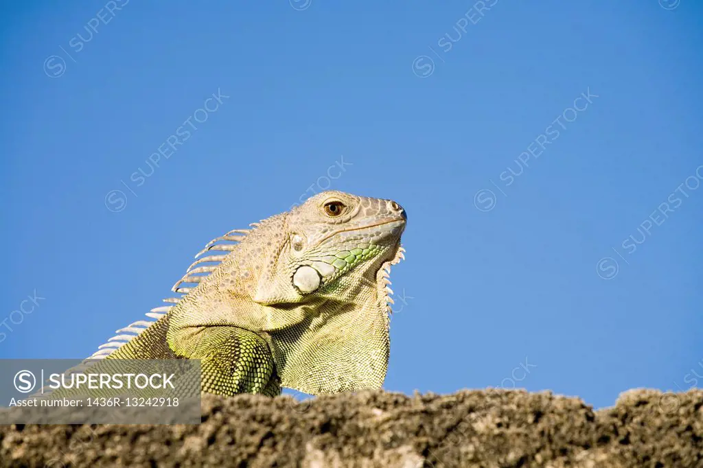a close up of a green Iguana or Iguanidae photographed in Puerto Rico.