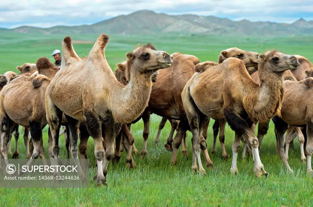 Herd of Bactrian camels (Camelus bactrianus) roaming in the Mongolian steppe, Mongolia.