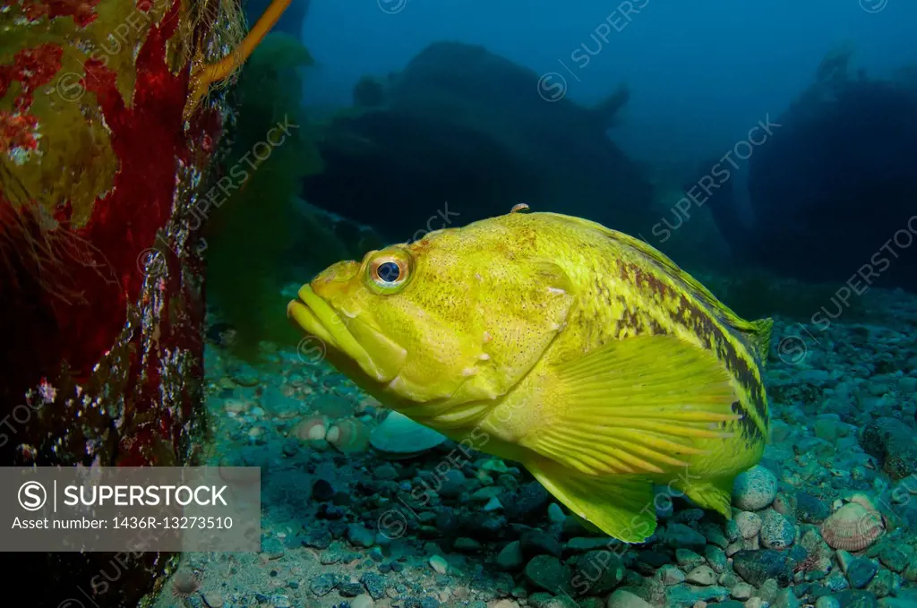 Yellow Rockfish, Gold Rockfish or Three-stripe Rockfish (Sebastes Trivittatus), Sea of Japan (East sea), Primorsky Krai, Far East, Russian Federation.