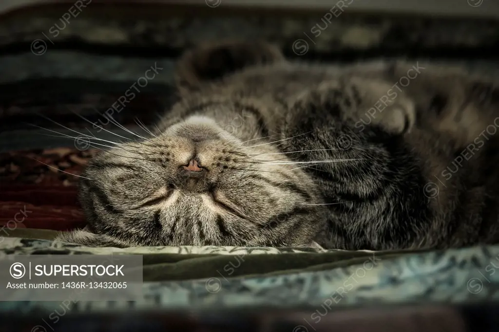 Close up of tired tabby cat lying down and resting at home. Sleeping pet taking a nap.