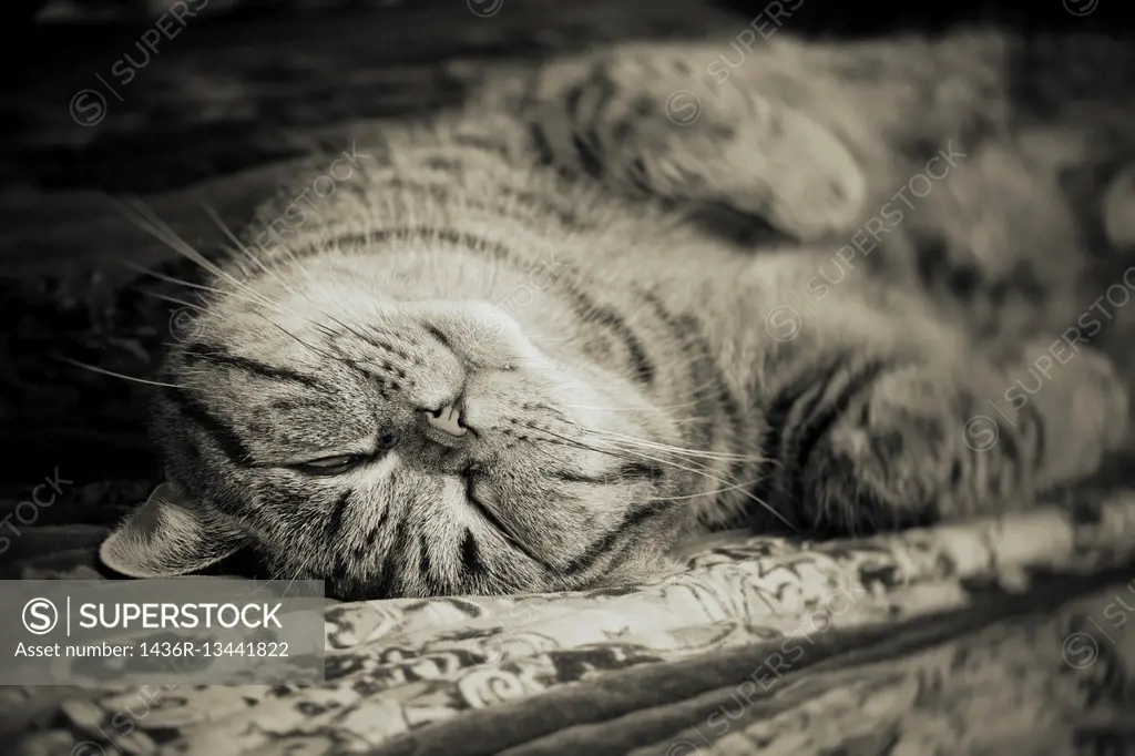 Close up of tired tabby cat lying down and resting at home. Sleeping pet taking a nap.