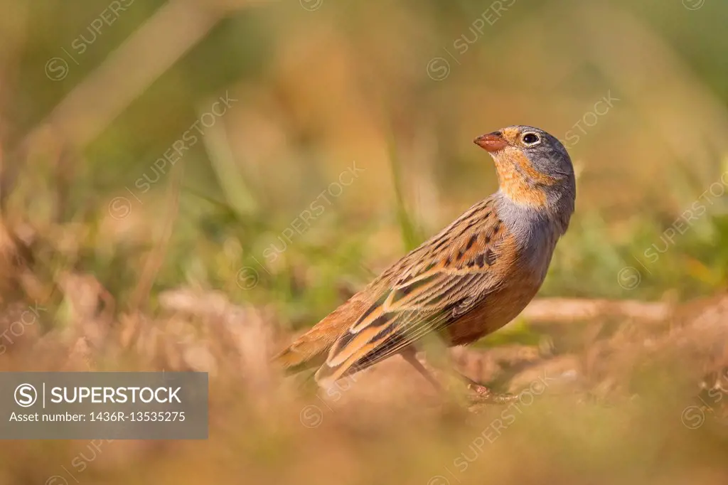 Male Cretzschmar's bunting (Emberiza caesia) is a passerine bird in the bunting family Emberizidae, Photographed in Israel in March.