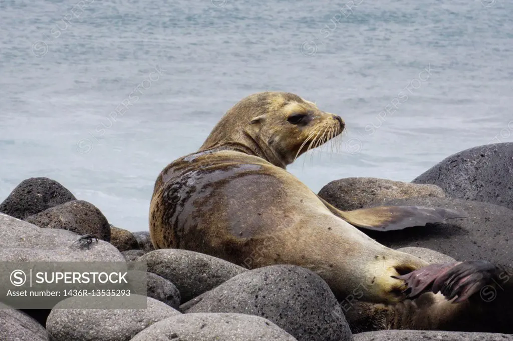 Seal on the beach. Photographed in the Galapagos Island, Ecuador.