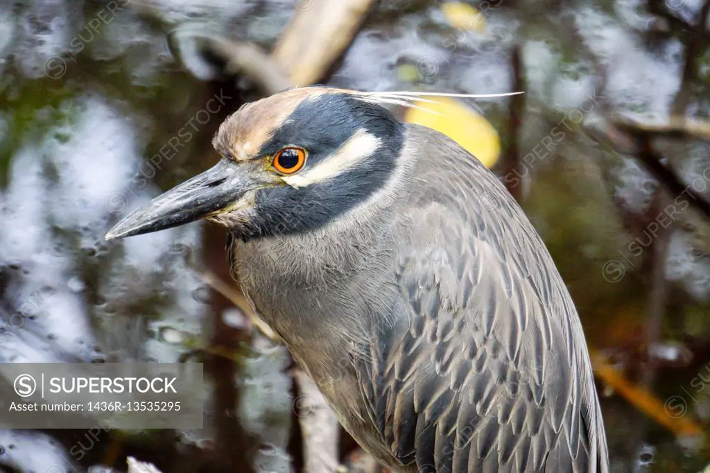 Striated heron (Butorides striata) also known as mangrove heron, little heron or green-backed heron, Photographed in the Peruvian Amazon.