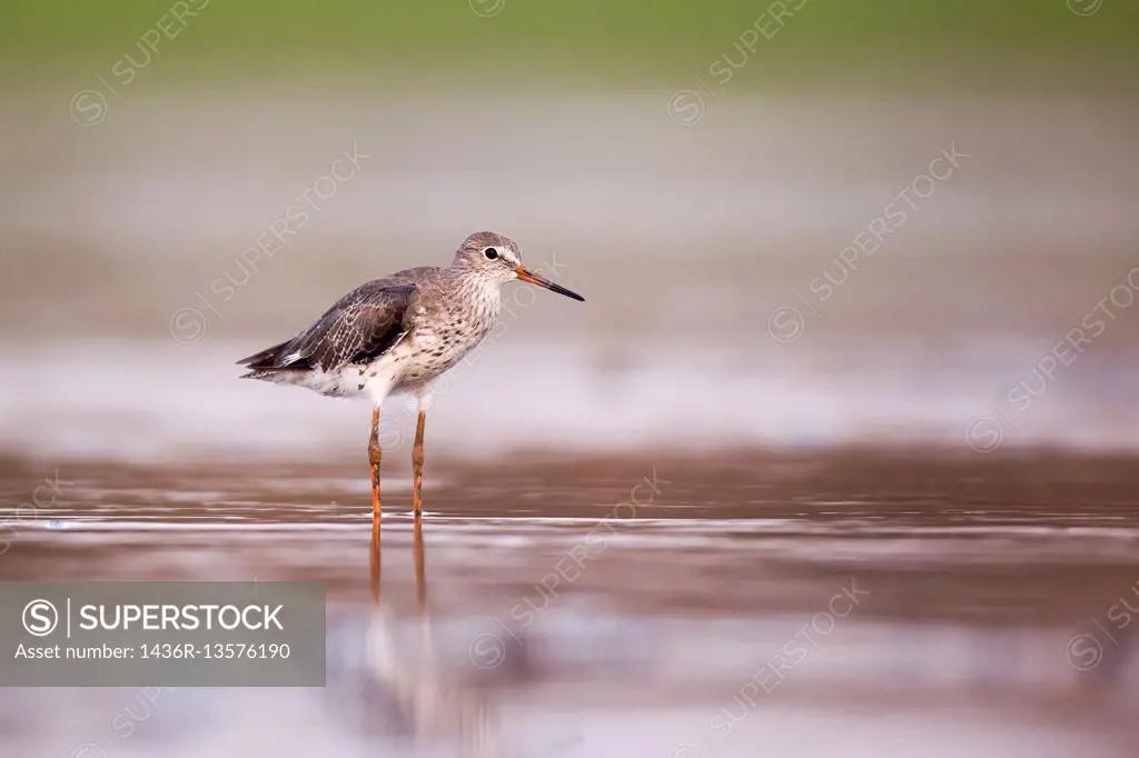 Common redshank (Tringa totanus) hunting for food in shallow water. This bird is found throughout Europe and northern Asia. It migrates to the coasts ...